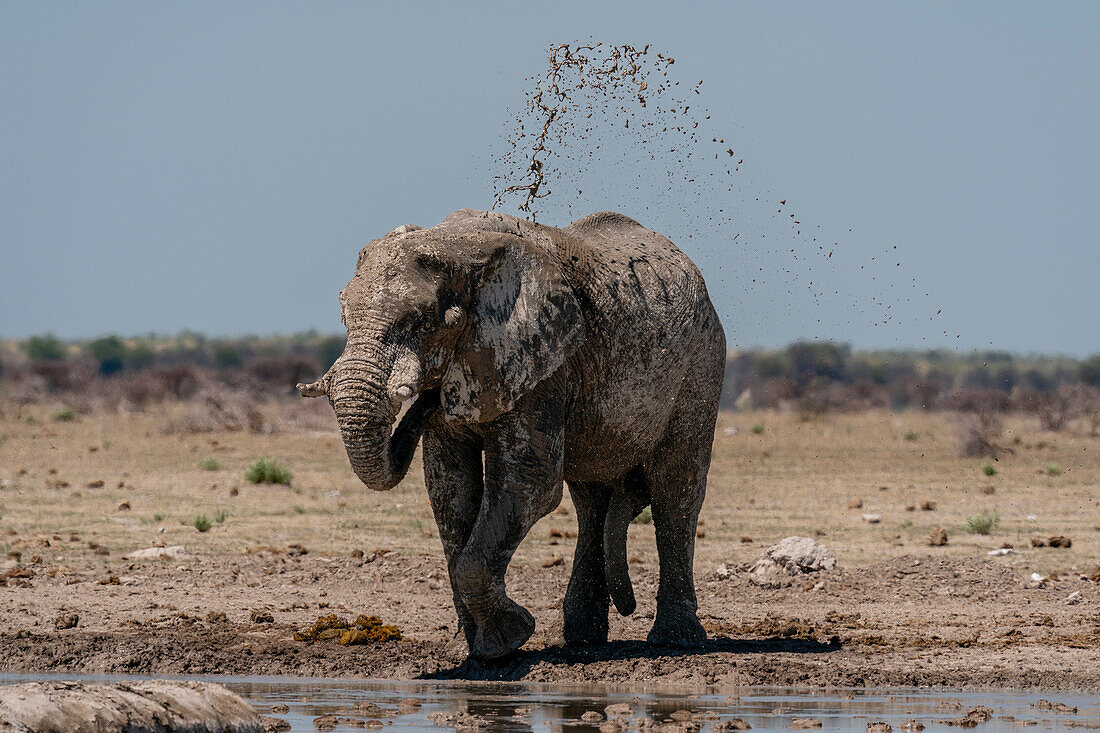 Afrikanischer Elefant (Loxodonta africana) am Wasserloch, Nxai-Pan-Nationalpark, Botsuana, Afrika