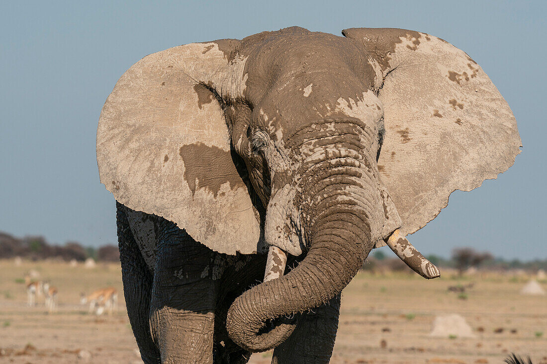 African elephant (Loxodonta africana), Nxai Pan National Park, Botswana, Africa