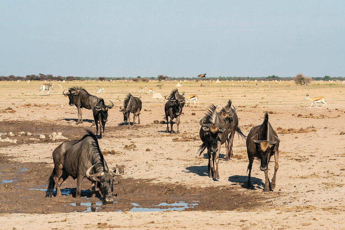 Gnus (Connochaetes taurinus) am Wasserloch, Nxai-Pan-Nationalpark, Botsuana, Afrika