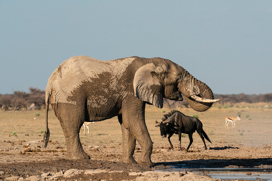 Afrikanischer Elefant (Loxodonta africana) und Gnus (Connochaetes taurinus) am Wasserloch, Nxai Pan National Park, Botswana, Afrika