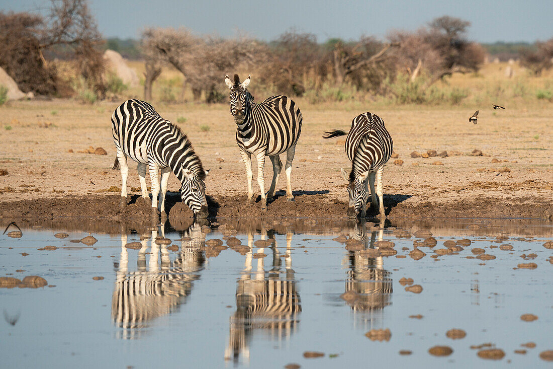 Plains zebra (Equus quagga) drinking at waterhole, Nxai Pan National Park, Botswana, Africa