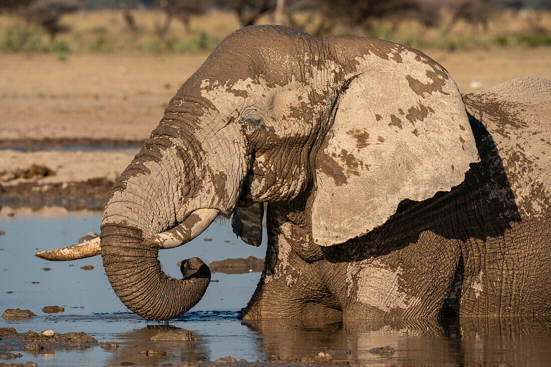 Afrikanischer Elefant (Loxodonta africana) am Wasserloch, Nxai Pan National Park, Botsuana, Afrika