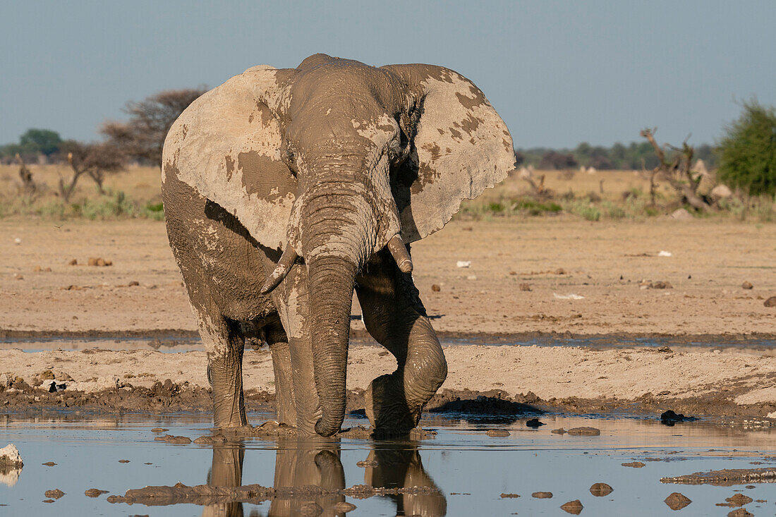 African elephant (Loxodonta africana) at waterhole, Nxai Pan National Park, Botswana, Africa