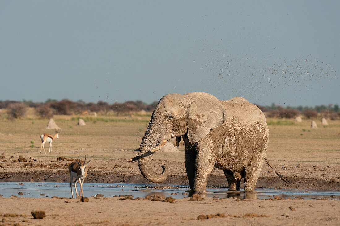 Afrikanischer Elefant (Loxodonta africana) und Springböcke (Antidorcas marsupialis) am Wasserloch, Nxai Pan National Park, Botsuana, Afrika