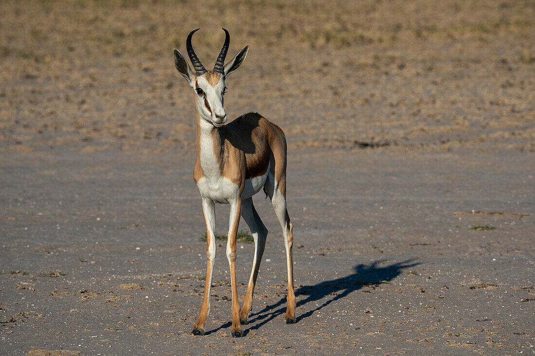 Springbock (Antidorcas marsupialis), Nxai-Pan-Nationalpark, Botsuana, Afrika