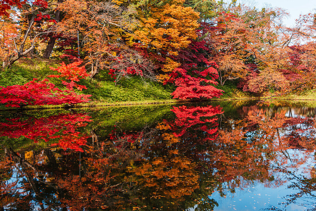 Buntes Herbstlaub und Blätter, die sich im klaren Wasser des Stadtgrabens von Hirosaki, Honshu, Japan, Asien, spiegeln