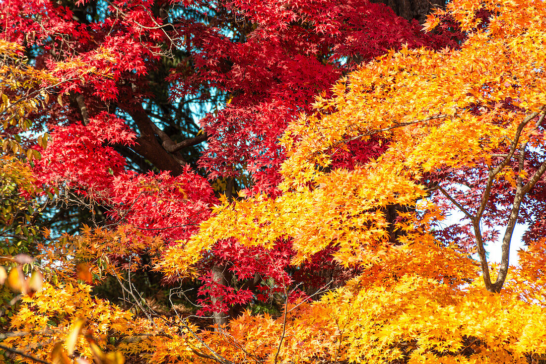 Buntes Herbstlaub und Blätter, Hinosaki, Honshu, Japan, Asien