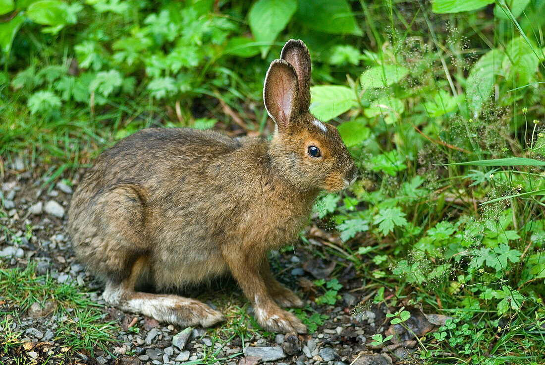 Hase, Ile aux Lievres, Saint-Laurent-Fluss, Provinz Quebec, Kanada, Nordamerika