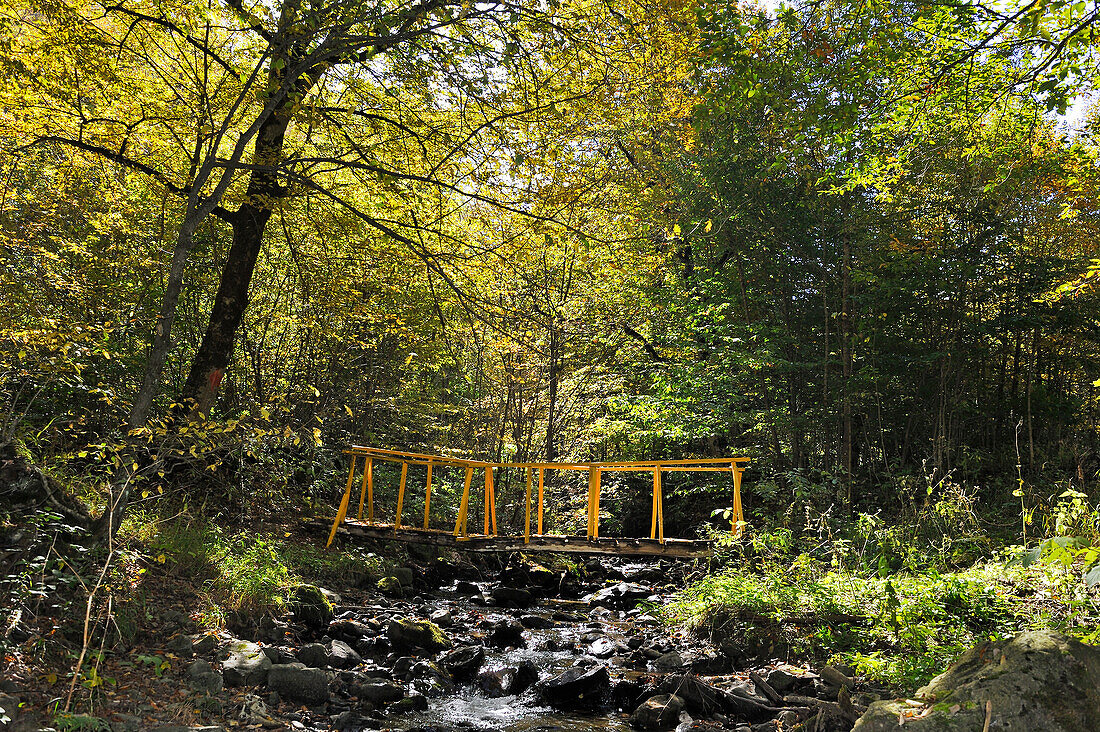 Hiking path in the forest of the Dilijan National Park, Tavush region, Armenia, Eurasia