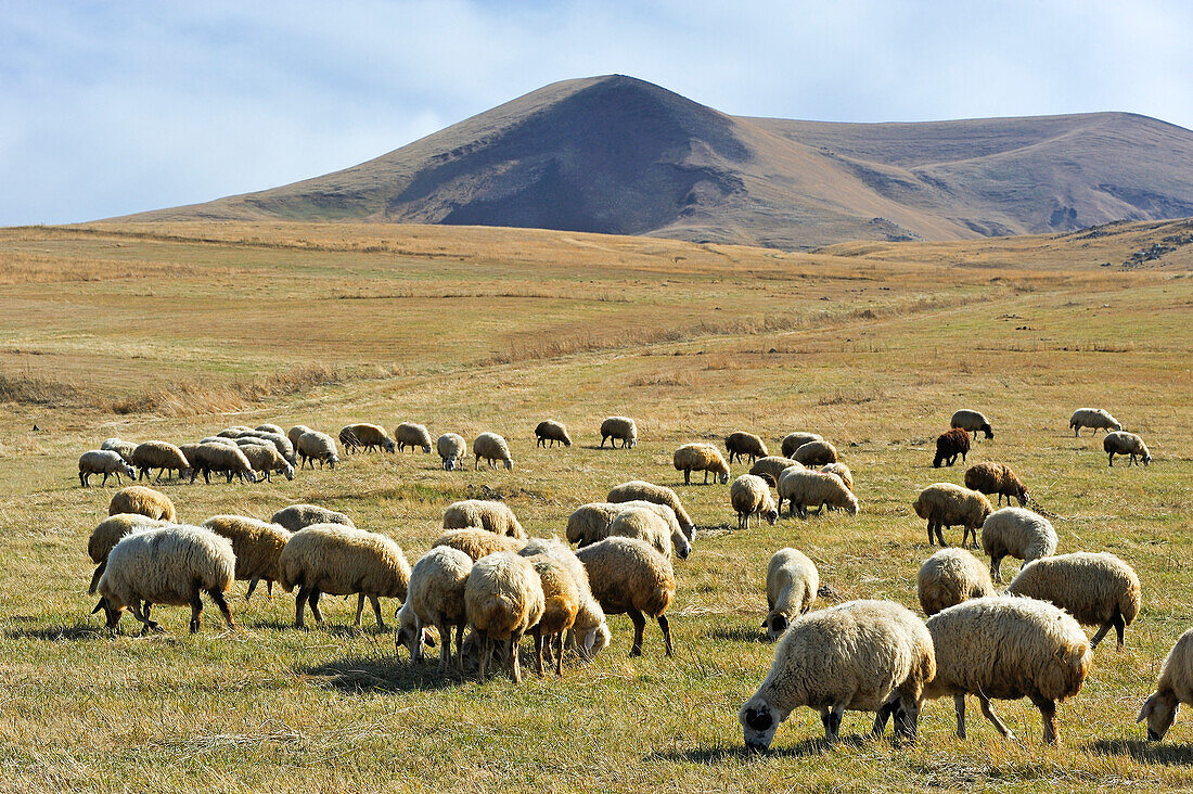 Schafherde auf der Argitchi-Hochebene, im Hintergrund der Vulkan Armaghan, Region Gegharkunik, Armenien, Eurasien