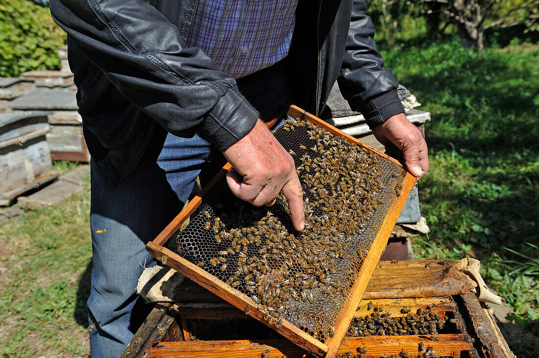 Raznik Mouradyan, beekeeper at Vedi, showing a frame covered with bees, a village in Ararat plain, Artashat, Armenia, Eurasia