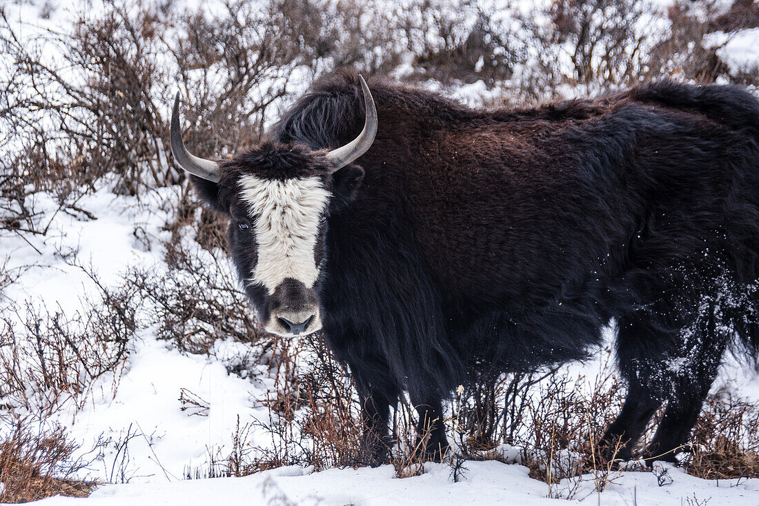 Close up of horned yak facing the camera while standing in snow, Himalayas, Nepal, Asia