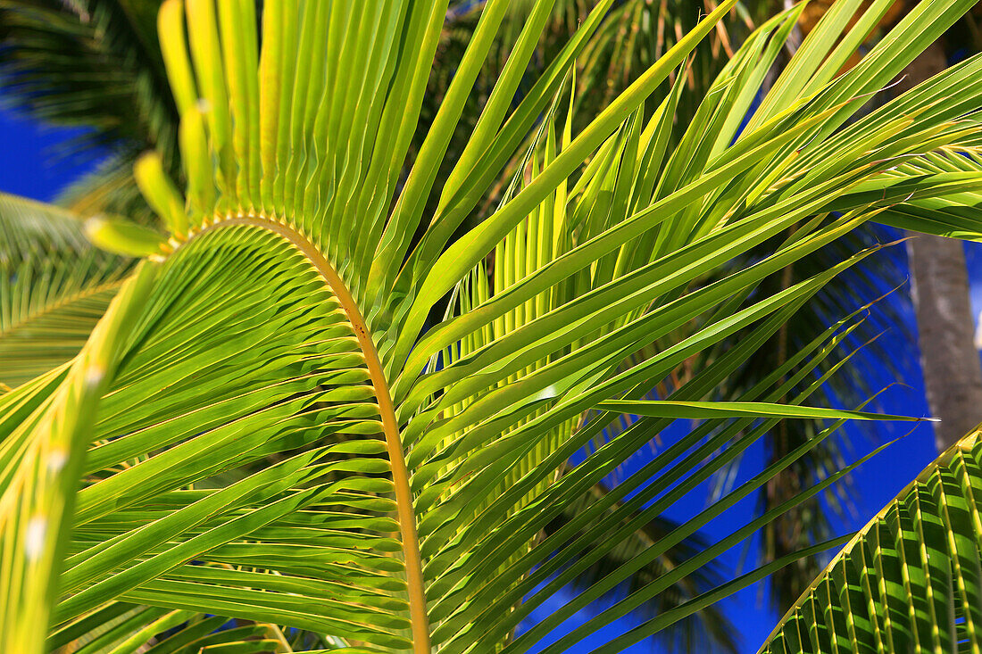 Palm tree detail, Rarotonga, Cook Islands, South Pacific, Pacific