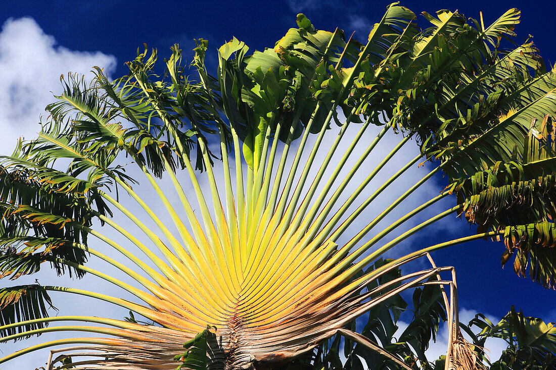 Fan Palm Tree, Tahiti, French Polynesia, South Pacific, Pacific