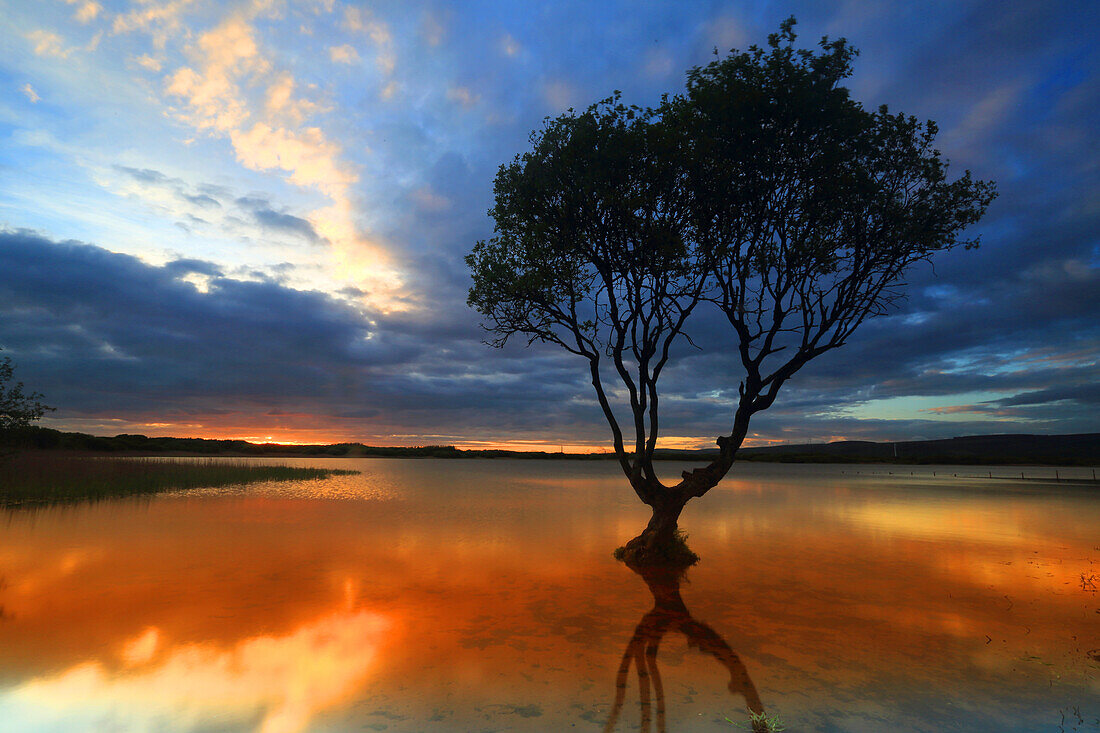 Einsamer Baum bei Sonnenuntergang, Kenfig Pool, Kenfig Nature Reserve, Südwales, Vereinigtes Königreich, Europa