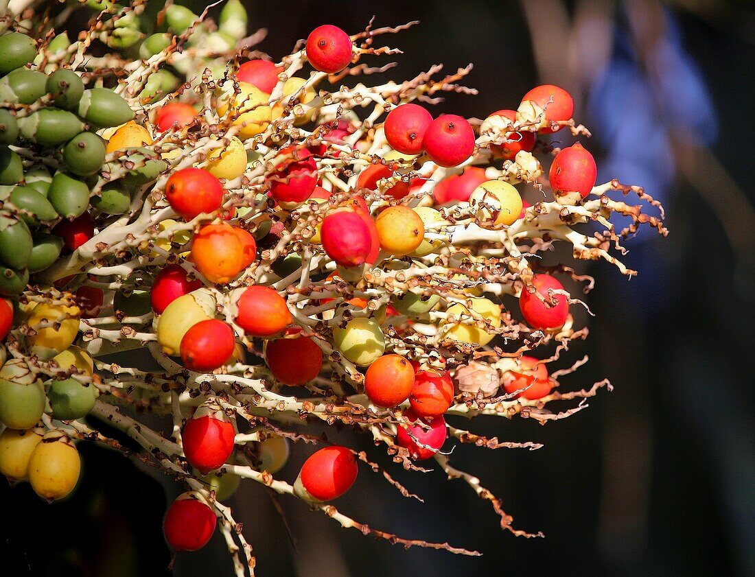 Palm Tree fruits, Bermuda, Atlantic, North America