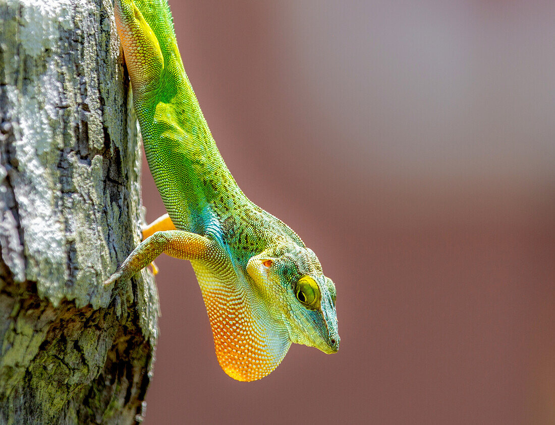 Antiguanische Anolis-Eidechse (Anolis Leachii), mit ausgefahrener Wamme, Bermuda, Nordatlantik, Nordamerika