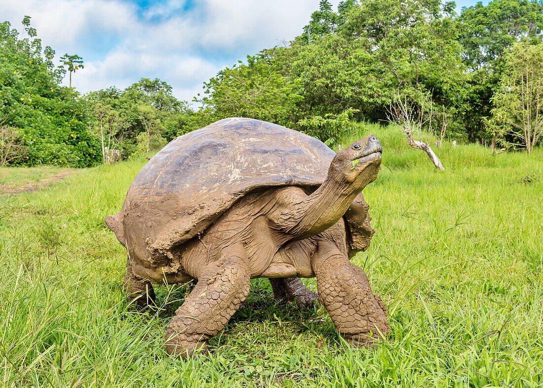 Galapagos Giant Tortoise (Chelonoidis chathamensis), can live for over one hundred years, Santa Cruz island, Galapagos, Ecuador, South America