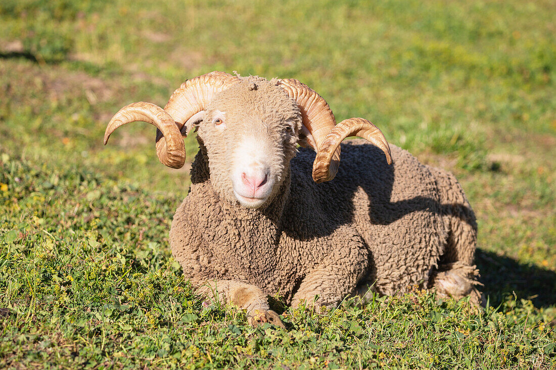 Sheep, Savoie, Auvergne Rhone-Alpes, France, Europe