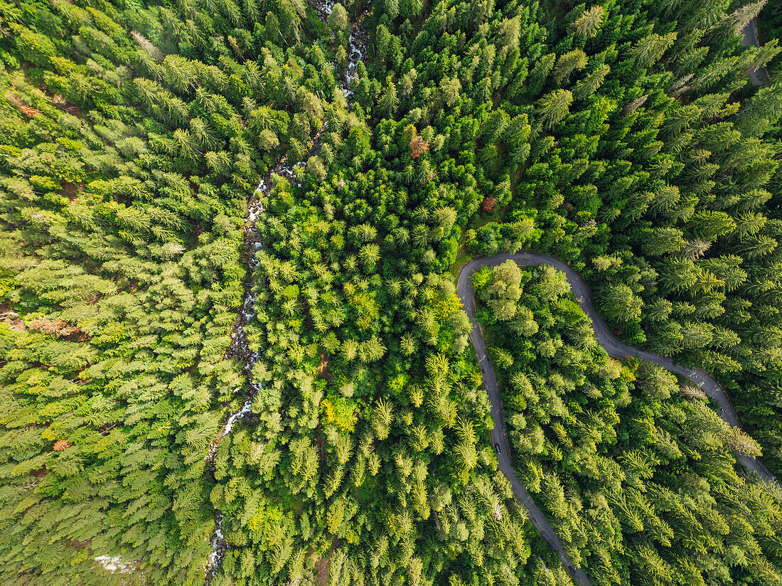 Aerial view of forest near Bansko, Pirin National Park, UNESCO World Heritage Site, Bulgaria, Europe