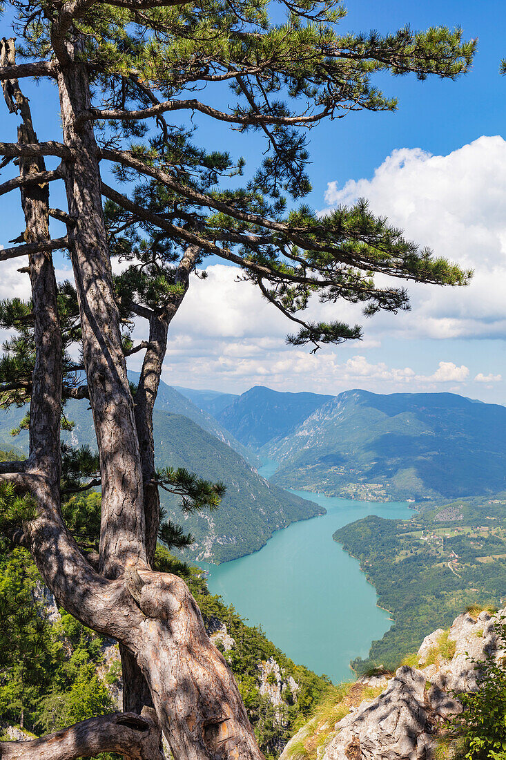 Aussichtspunkt Banjska Stena, Tara-Nationalpark, Serbien, Europa