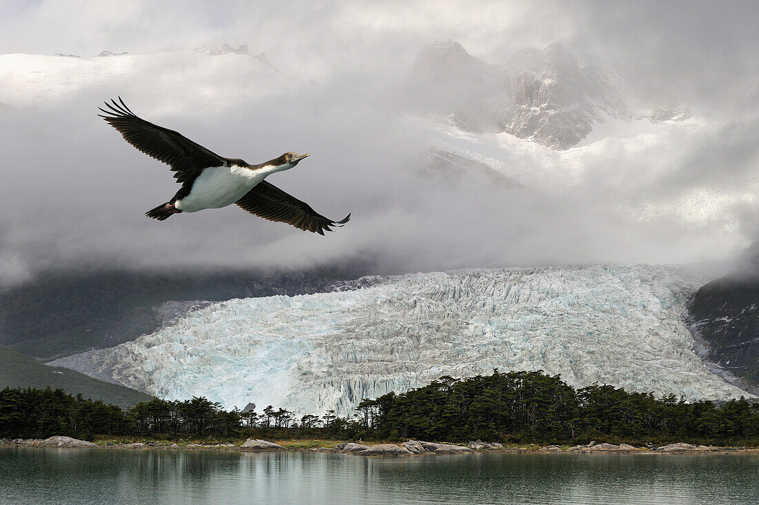 Pia-Gletscher, Cordillera Darwin, nordöstlicher Zweig des Beagle-Kanals, Feuerland, Patagonien, Chile, Südamerika