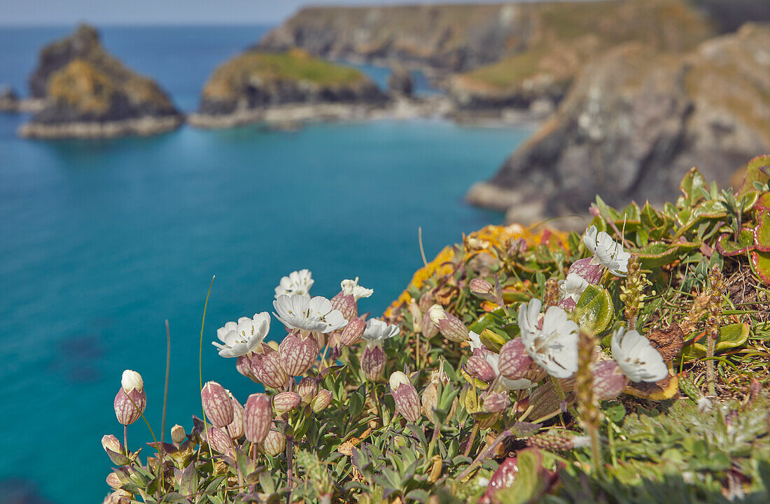 Sea Campion (Silene uniflora), on cliffs above Kynance Cove, near the Lizard Point, Cornwall, England, United Kingdom, Europe