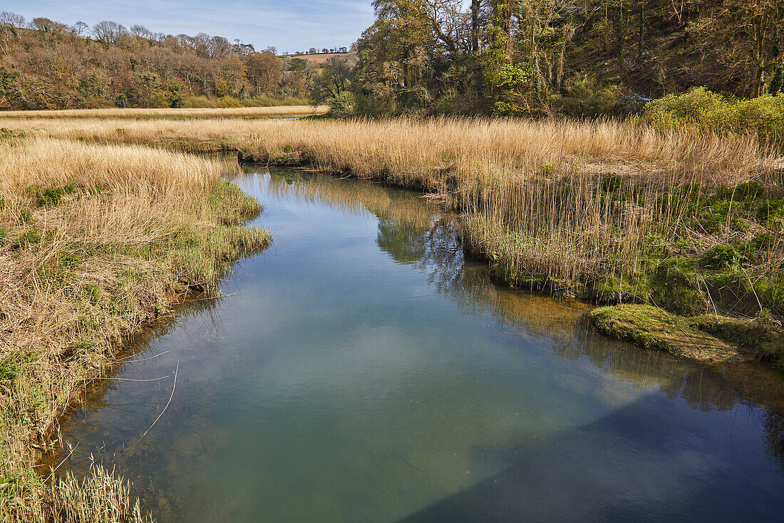 Der Fluss Tamar am Cotehele Quay, an der Grenze zwischen Devon und Cornwall, in der Nähe von Gunnislake, Cornwall, England, Vereinigtes Königreich, Europa