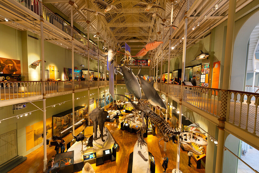 Animal World Gallery, National Museum of Scotland, Edinburgh, Schottland, Vereinigtes Königreich, Europa