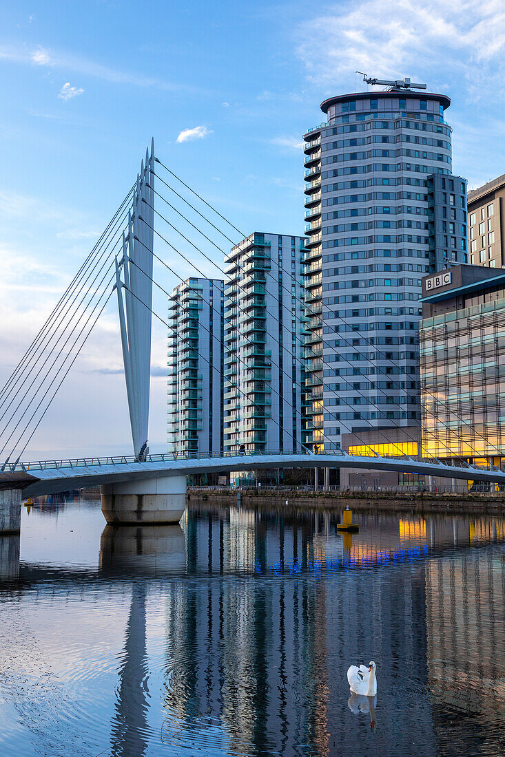 Media City UK, footbridge, swan in foreground, Salford Quays, Greater Manchester, England, United Kingdom, Europe