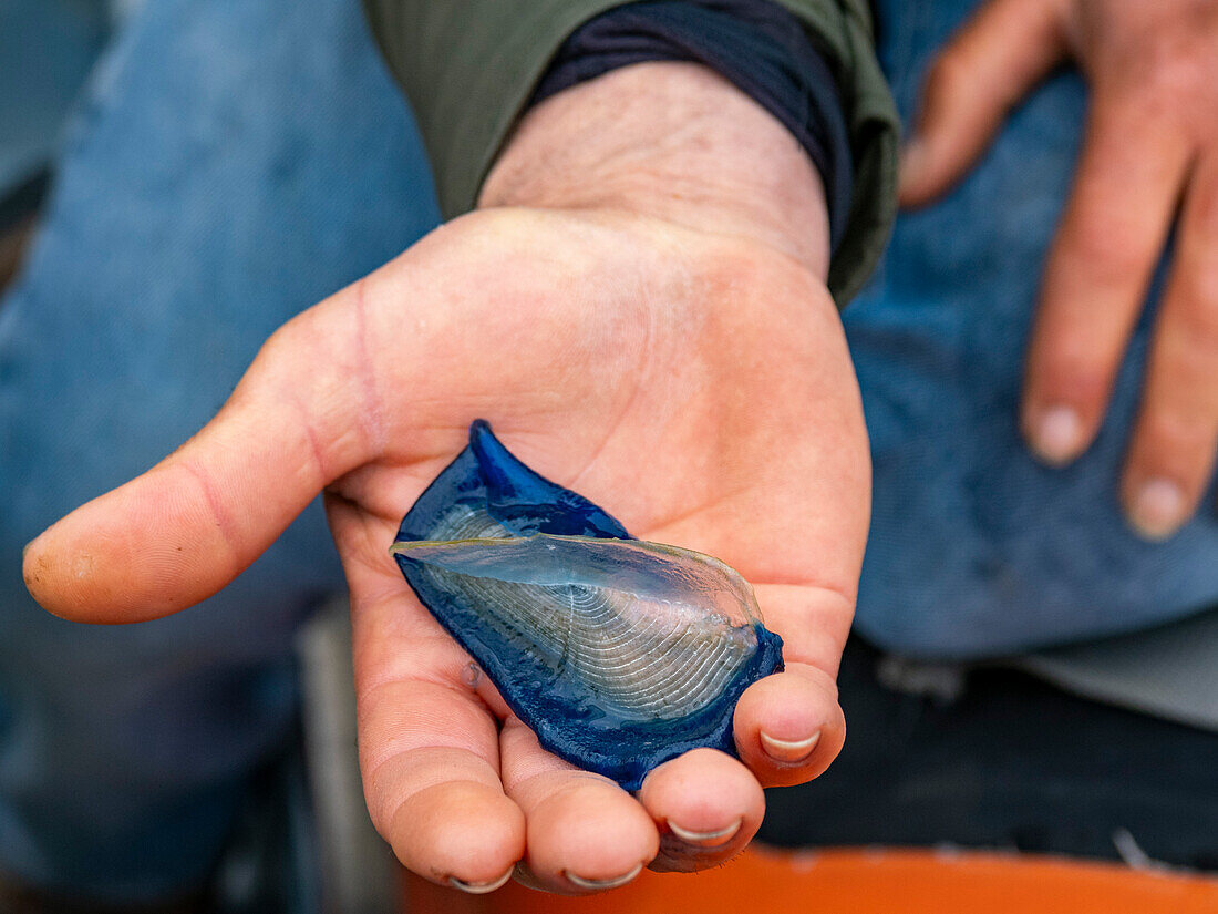 Vom Winde verwehter Segler (Velella velella), in der Hand gehalten, ohne zu stechen, kurz vor Newport Beach, Kalifornien, Vereinigte Staaten von Amerika, Nordamerika