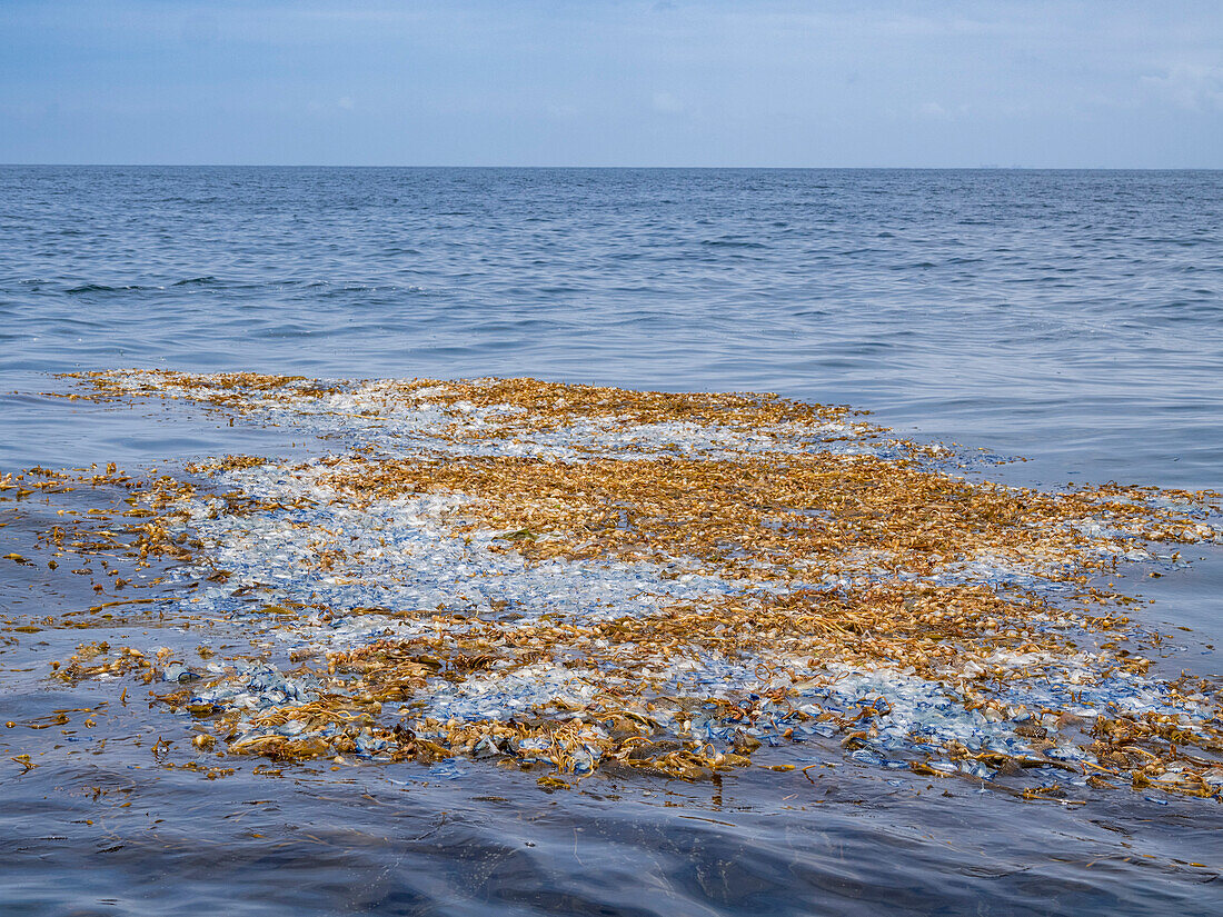 Vom Winde verwehte Segler (Velella velella), die zu Hunderten auf der Meeresoberfläche treiben, außerhalb von Newport Beach, Kalifornien, Vereinigte Staaten von Amerika, Nordamerika