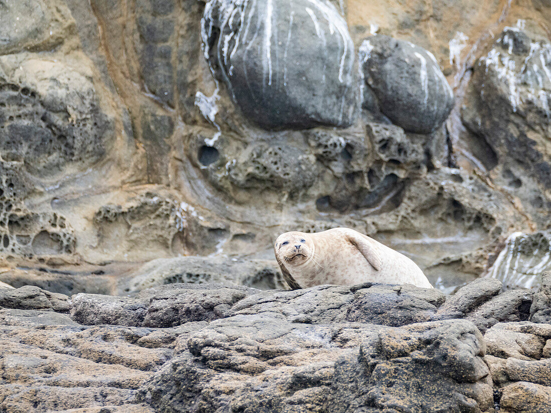 Adult harbor seal (Phoca vitulina), hauled out and resting on a rocky ledge off Newport Beach, California, United States of America, North America