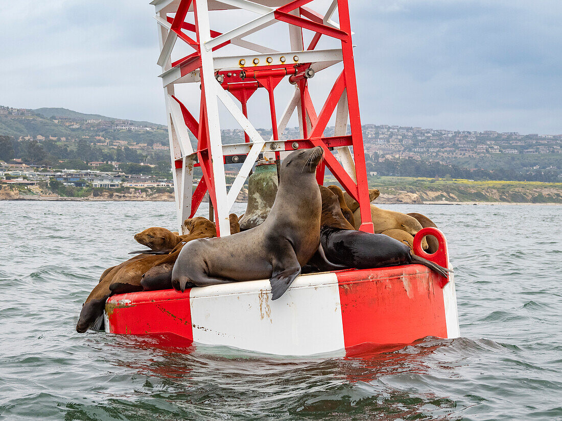 California sea lions (Zalophus californianus), grouped together on a channel marker off Newport Beach, California, United States of America, North America