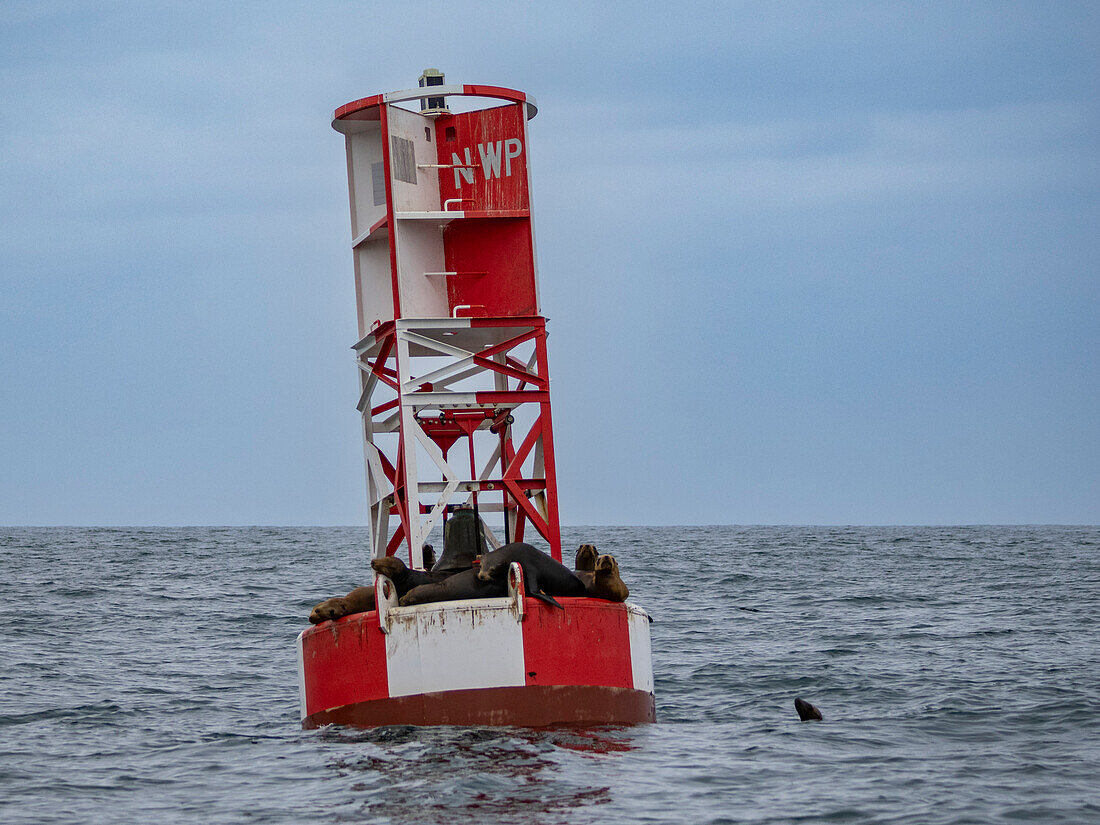 California sea lions (Zalophus californianus), grouped together on a channel marker off Newport Beach, California, United States of America, North America