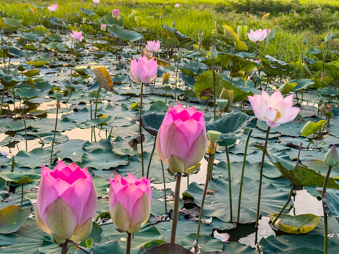 Heiliger Lotus (Nelumbo nucifera), bei Sonnenaufgang in Kampong Tralach, Kambodscha, Indochina, Südostasien, Asien