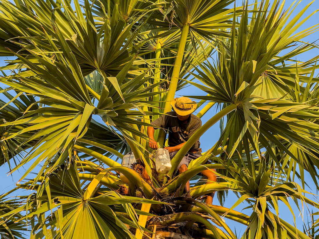 Mann klettert auf eine Palme, um Palmenmilch zu ernten, Kambodscha, Indochina, Südostasien, Asien