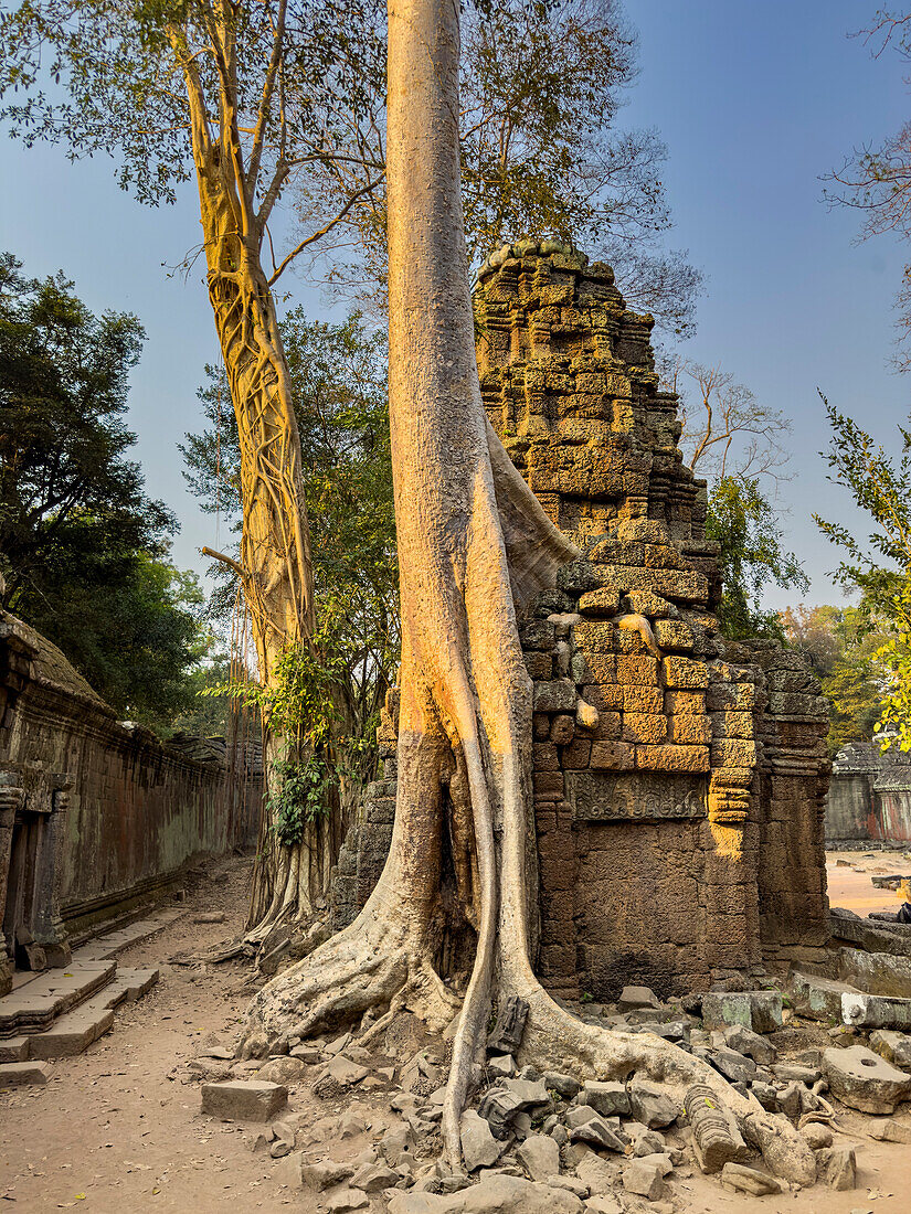 Ta-Prohm-Tempel, ein buddhistisches Mahayana-Kloster, das im späten 12. Jahrhundert für den Khmer-König Jayavarman VII. erbaut wurde, Angkor, UNESCO-Welterbe, Kambodscha, Indochina, Südostasien, Asien