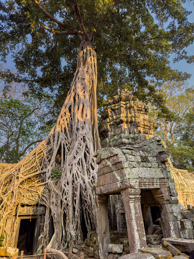 Ta-Prohm-Tempel, ein buddhistisches Mahayana-Kloster, das im späten 12. Jahrhundert für den Khmer-König Jayavarman VII. erbaut wurde, Angkor, UNESCO-Welterbe, Kambodscha, Indochina, Südostasien, Asien