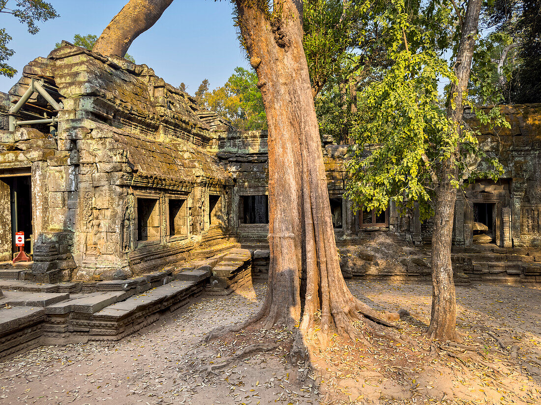 Ta Prohm Temple, a Mahayana Buddhist monastery built in the late 12th century for Khmer king Jayavarman VII, Angkor, UNESCO World Heritage Site, Cambodia, Indochina, Southeast Asia, Asia