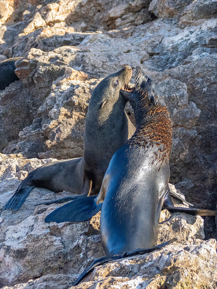 Guadalupe-Pelzrobbe (Arctocephalus townsendi), beim neuen Laichplatz auf der Insel Las Animas, Baja California Sur, Sea of Cortez, Mexiko, Nordamerika