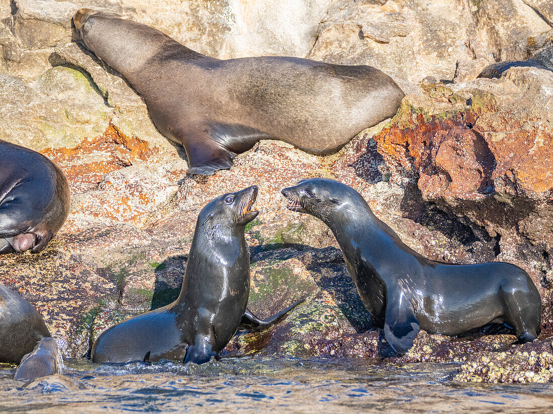 Guadalupe-Pelzrobbe (Arctocephalus townsendi), bei einem neuen Fangplatz auf der Insel Las Animas, Baja California Sur, Sea of Cortez, Mexiko, Nordamerika