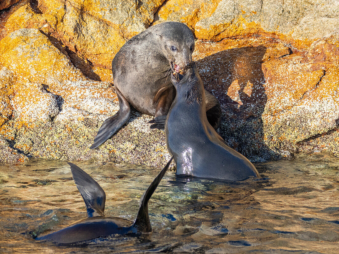 Guadalupe-Pelzrobbe (Arctocephalus townsendi), bei einem neuen Fangplatz auf der Insel Las Animas, Baja California Sur, Sea of Cortez, Mexiko, Nordamerika