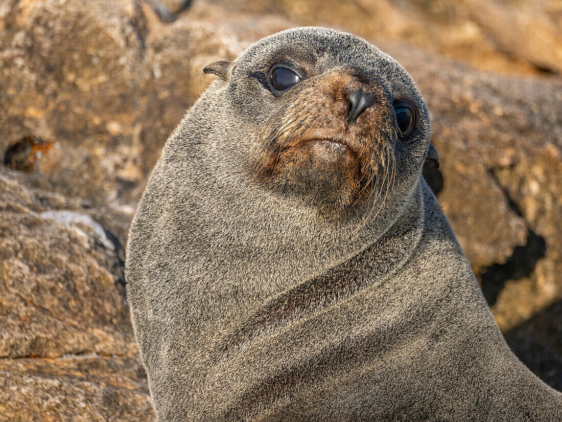 Guadalupe-Pelzrobbe (Arctocephalus townsendi), bei einem neuen Fangplatz auf der Insel Las Animas, Baja California Sur, Sea of Cortez, Mexiko, Nordamerika