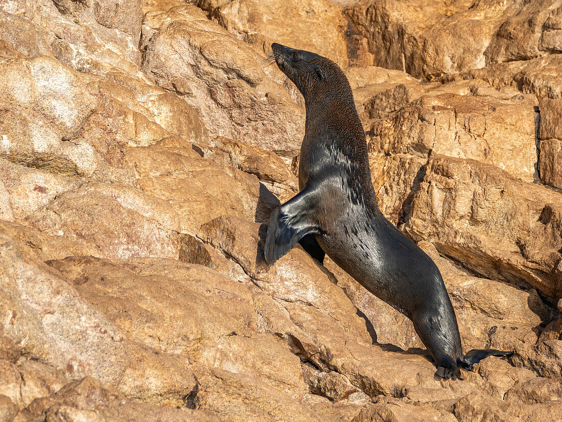 Guadalupe-Pelzrobbe (Arctocephalus townsendi), bei einem neuen Fangplatz auf der Insel Las Animas, Baja California Sur, Sea of Cortez, Mexiko, Nordamerika