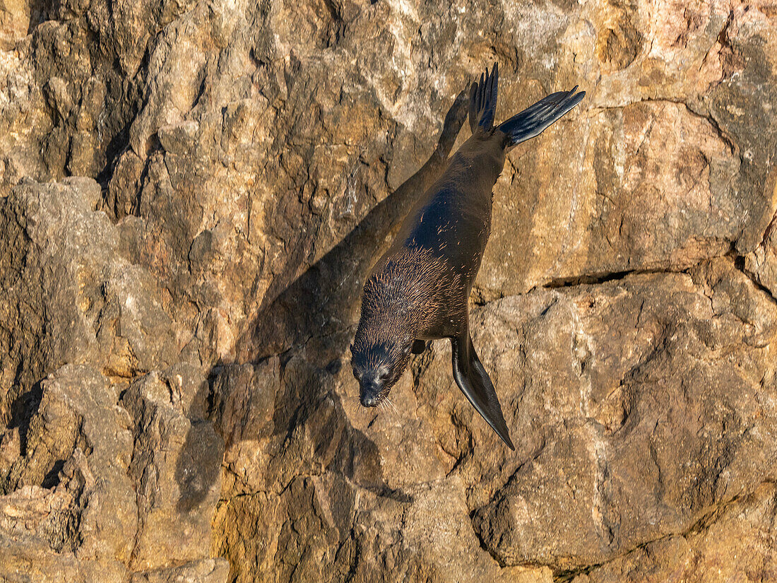 Guadalupe-Pelzrobbe (Arctocephalus townsendi), bei einem neuen Fangplatz auf der Insel Las Animas, Baja California Sur, Sea of Cortez, Mexiko, Nordamerika