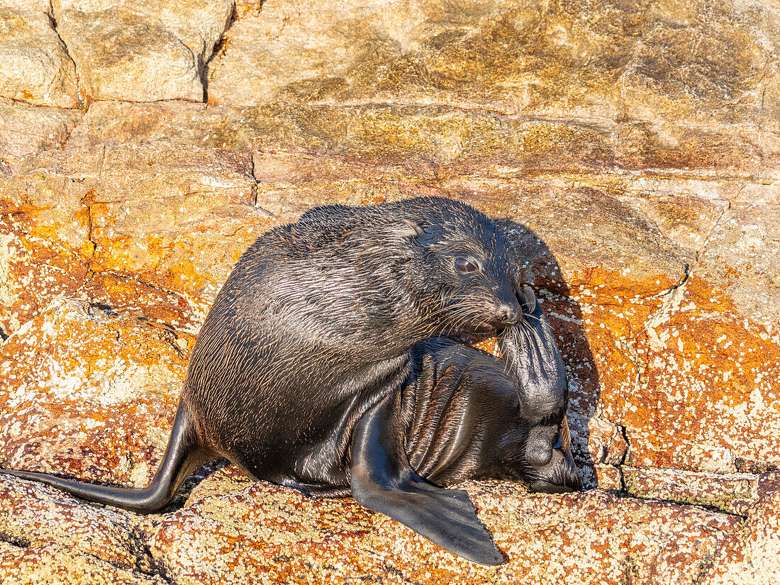 Guadalupe-Pelzrobbe (Arctocephalus townsendi), bei einem neuen Fangplatz auf der Insel Las Animas, Baja California Sur, Sea of Cortez, Mexiko, Nordamerika