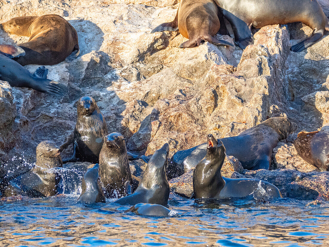 Guadalupe-Pelzrobbe (Arctocephalus townsendi), bei einem neuen Fangplatz auf der Insel Las Animas, Baja California Sur, Sea of Cortez, Mexiko, Nordamerika