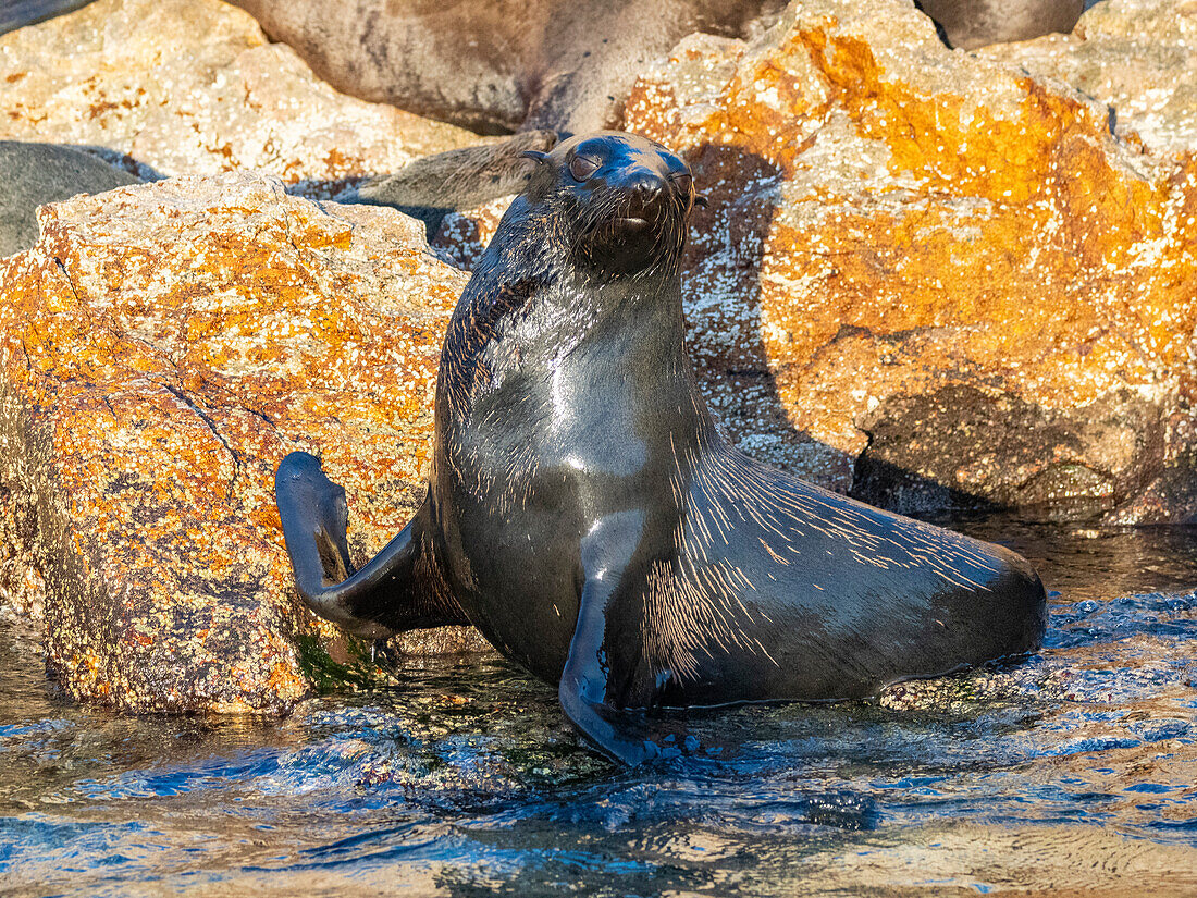 Guadalupe-Pelzrobbe (Arctocephalus townsendi), bei einem neuen Fangplatz auf der Insel Las Animas, Baja California Sur, Sea of Cortez, Mexiko, Nordamerika