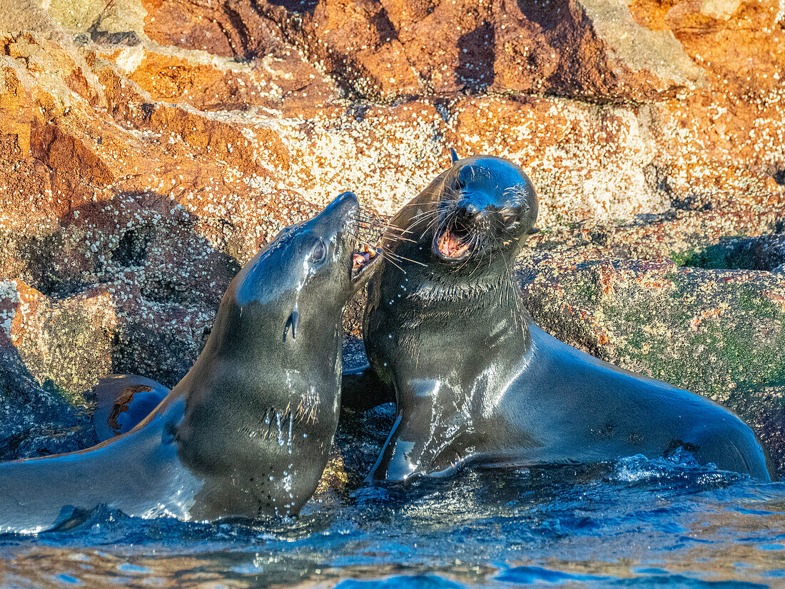 Guadalupe-Pelzrobben (Arctocephalus townsendi), bei einem neuen Fangplatz auf der Insel Las Animas, Baja California Sur, Sea of Cortez, Mexiko, Nordamerika